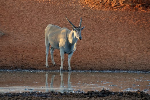 Eland at the Haak-en-Steek Waterhole, Mokala National Park, South Africa