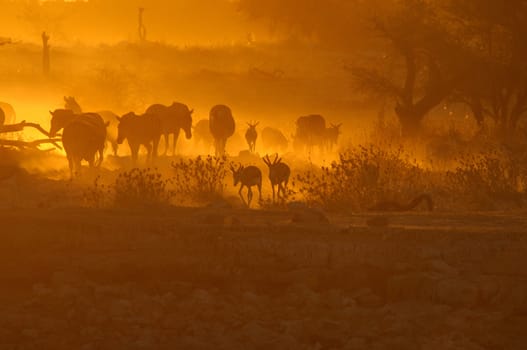 Sunset at the Okaukeujo waterhole, Namibia