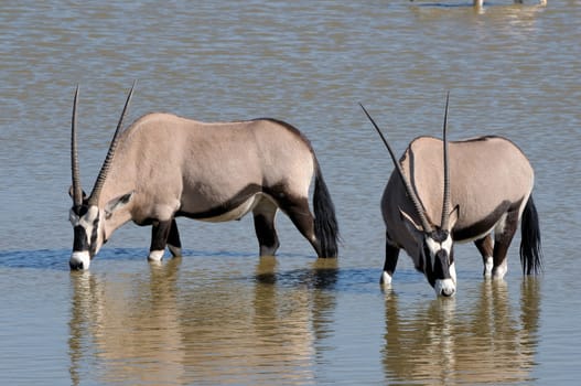 Orix (Gemsbok) drinking water, Okaukeujo waterhole, Etosha National Park, Namibia