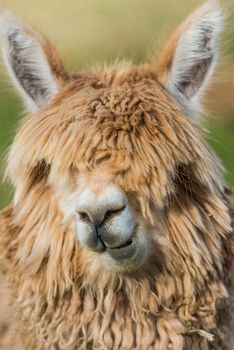 alpaca portrait in the peruvian Andes at Cuzco Peru