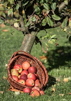 Wicker basket with red apples under an apple tree.