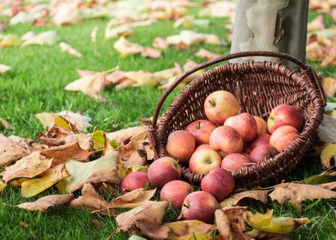 Wicker basket with red apples on a meadow with autumn leaves.