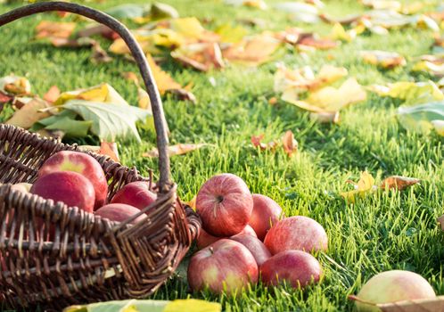 Wicker basket with red apples on a meadow with autumn leaves.