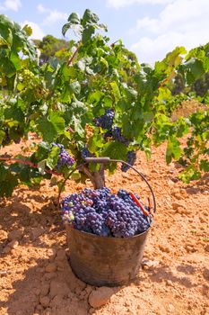 bobal harvesting with wine grapes harvest in Mediterranean