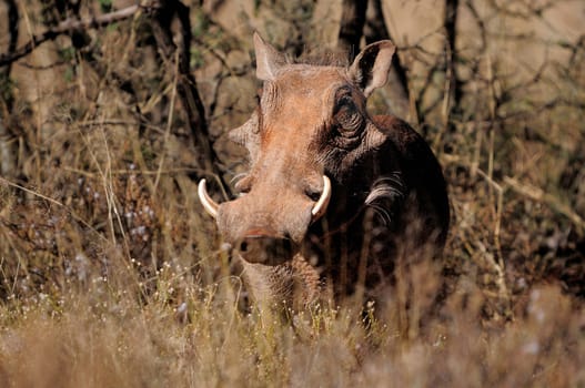 Warthog, wild member of the pig family