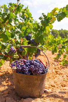 bobal harvesting with wine grapes harvest in Mediterranean