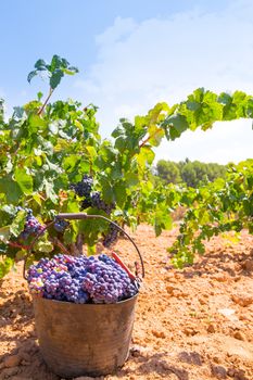 bobal harvesting with wine grapes harvest in Mediterranean