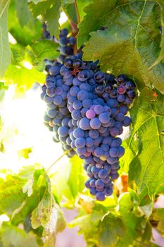 Bobal Wine grapes in vineyard raw ready for harvest in Mediterranean