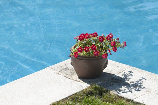 pot of flowers on the edge of a swimming pool in summer