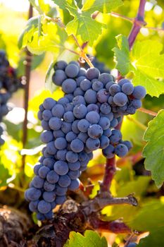 Bobal Wine grapes in vineyard raw ready for harvest in Mediterranean