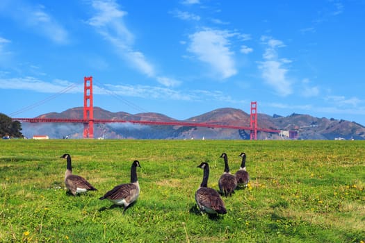 Golden Gate Bridge with gooses on the grass
