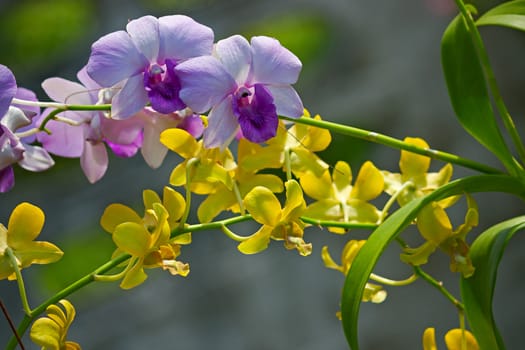 Beautiful flowers of orchids closeup on a background of leaves, Thailand.