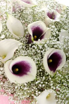 Bouquet of purple and white callas and gypsophila