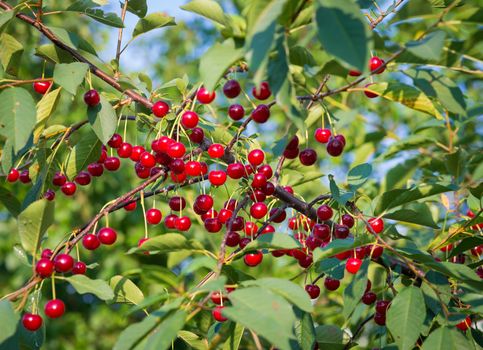 Sweet cherries with water drops hanging on the cherry tree branch