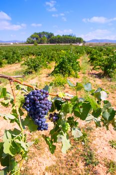 bobal wine grapes ready for harvest in Mediterranean vineyard