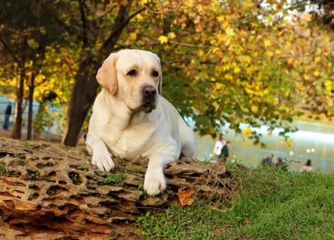 yellow labrador in the park in autumn