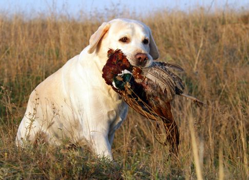 portrait of hunting yellow labrador with pheasant