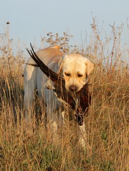 a hunting yellow labrador with a pheasant