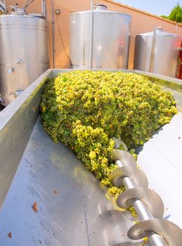 chardonnay corkscrew crusher destemmer in winemaking with grapes