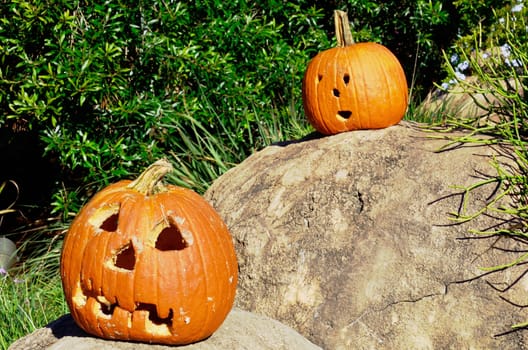 Two carved pumpkins decorate large boulders in a garden