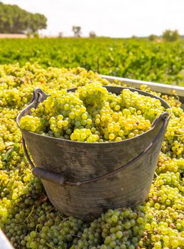 chardonnay harvesting with wine grapes harvest in Mediterranean