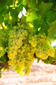 chardonnay Wine grapes in vineyard raw ready for harvest in Mediterranean