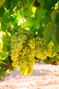 chardonnay Wine grapes in vineyard raw ready for harvest in Mediterranean