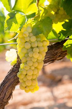 chardonnay Wine grapes in vineyard raw ready for harvest in Mediterranean