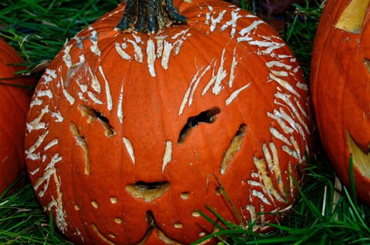 A pumpkin carved and etched to have cat face