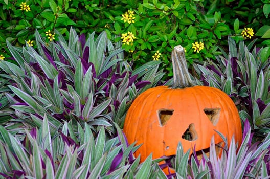 A jack-o-lantern sits in purple plants in garden