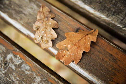 Oak autumn leaves with drops of rain water