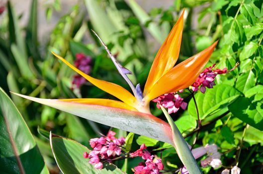 The orange flower of a bird of paradise in a garden near a small pink flowering plant