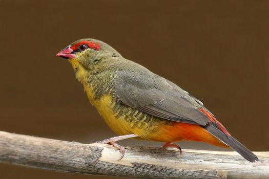 Small and beautiful Orange-Breasted Waxbill bird from Southern Africa