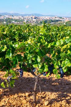 Requena in Valencia province a wine region of Spain from vineyard view