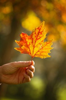 fall leaves in autumn