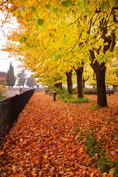 fall leaves in autumn