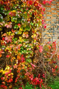 autumn colors