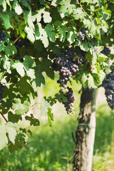 vineyard of black grapes