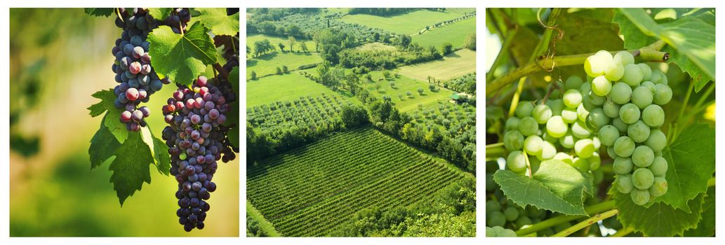 vineyard of black grapes