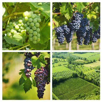 vineyard of black grapes