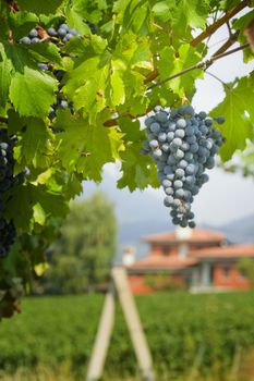 vineyard of black grapes