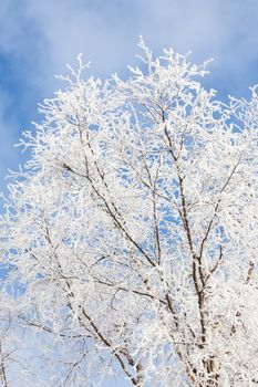 closeup of frost covered tree against blue sky