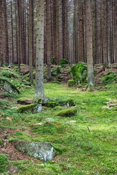 The primeval forest with mossed ground-HDR
