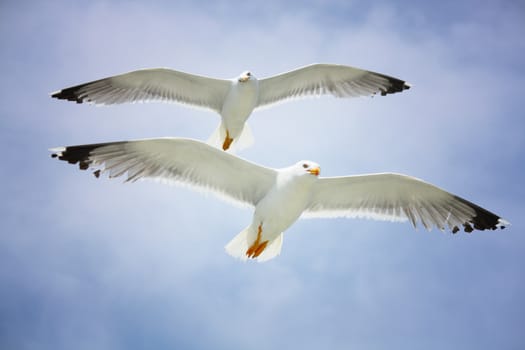 Seagull in the blue sky