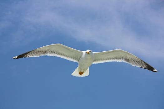 seagull in the blue sky