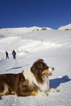 Dog on the snow