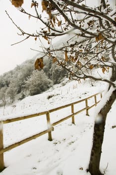 winter landscape