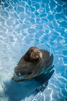 Funny Walrus in a pool looking at the camera. With room for text