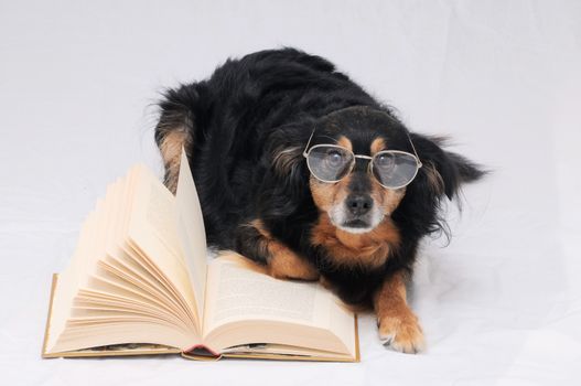 One intelligent Black Dog Reading a Book on a White Background