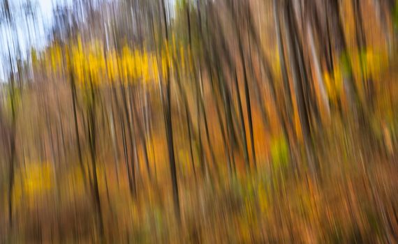 Abstract image of trees in an autumn forest. Intentional motion blur